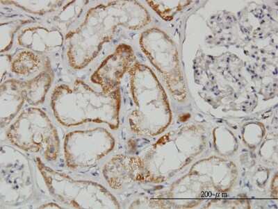 Immunohistochemistry-Paraffin: TAO2 Antibody (2E2) [H00009344-M03]