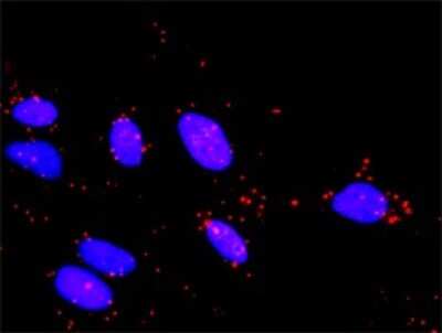 Proximity Ligation Assay: TAO2 Antibody (2F4) [H00009344-M11]
