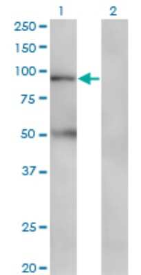 Western Blot: TAP1 Antibody (3D10) [H00006890-M03]