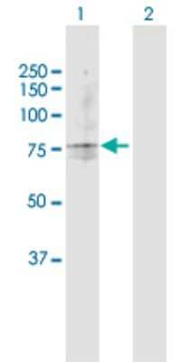 Western Blot: TAP2 Antibody [H00006891-D01P]