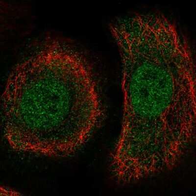 Immunocytochemistry/ Immunofluorescence: TAPP1/PLEKHA1 Antibody [NBP2-57495]