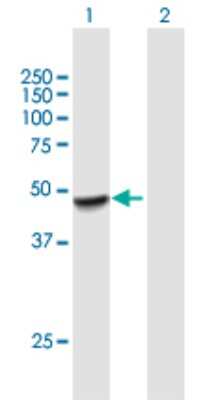 Western Blot: TAPP1/PLEKHA1 Antibody [H00059338-B01P]