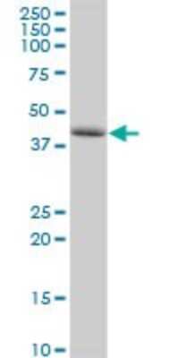 Western Blot: TAPP1/PLEKHA1 Antibody [H00059338-D01P]