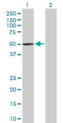 Western Blot: TAPP1/PLEKHA1 Antibody [H00059338-D01P]