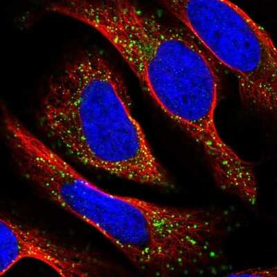 Immunocytochemistry/ Immunofluorescence: TAPT1 Antibody [NBP2-58271]