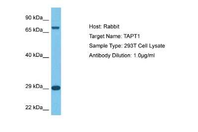 Western Blot: TAPT1 Antibody [NBP2-85872]