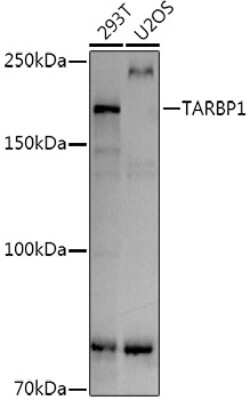 Western Blot: TARBP1 AntibodyAzide and BSA Free [NBP3-16035]