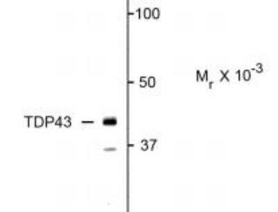 Western Blot: TDP-43/TARDBP AntibodyAzide and BSA Free [NBP2-29648]