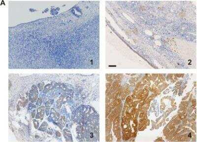 Immunohistochemistry-Paraffin: TARS Antibody (1A9) [H00006897-M01]