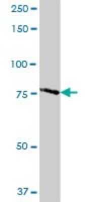 Western Blot: TARS2 Antibody [H00080222-B01P]