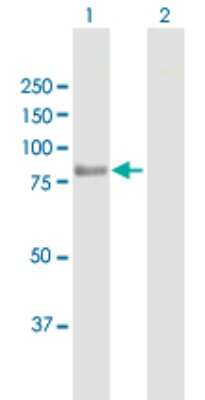 Western Blot: TARS2 Antibody [H00080222-B01P]