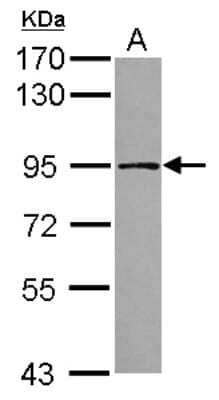 Western Blot: TARS2 Antibody [NBP2-20568]