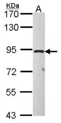 Western Blot: TAS1R1 Antibody [NBP2-20571]