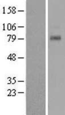 Western Blot: TAS1R1 Overexpression Lysate [NBL1-16705]