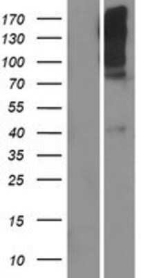 Western Blot: TAS1R1 Overexpression Lysate [NBP2-05639]