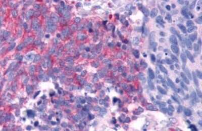 Immunohistochemistry-Paraffin: TAS1R2 Antibody - BSA Free [NLS2007]