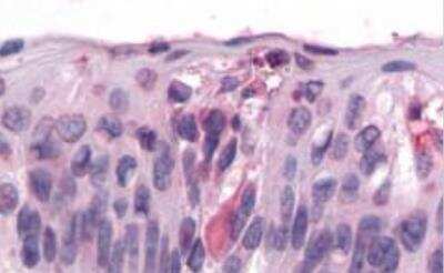Immunohistochemistry-Paraffin: TAS1R3 Antibody - BSA Free [NLS5060]