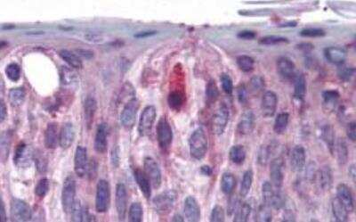 Immunohistochemistry-Paraffin: TAS1R3 Antibody - BSA Free [NLS5060]