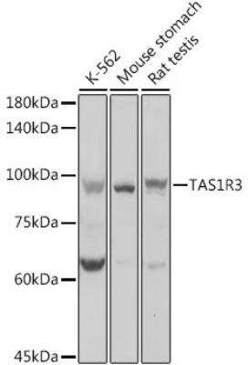 Western Blot: TAS1R3 AntibodyAzide and BSA Free [NBP2-93271]