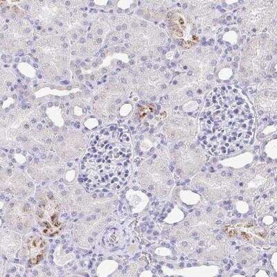 Immunohistochemistry-Paraffin: TAS2R39 Antibody [NBP2-32560]