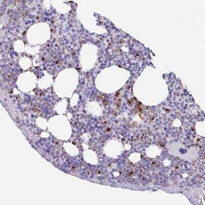 Immunohistochemistry-Paraffin: TAS2R41 Antibody [NBP2-33813]