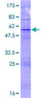 Western Blot: Recombinant Human TAS2R43 GST (N-Term) Protein [H00259289-P01]