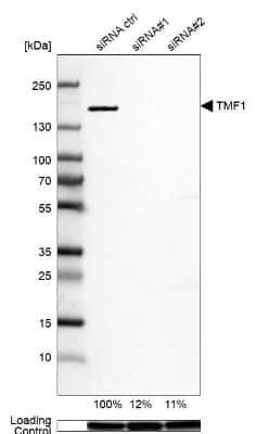 Western Blot: TATA Element Modulatory Factor 1 Antibody [NBP1-90117]