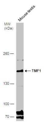 Western Blot: TATA Element Modulatory Factor 1 Antibody [NBP2-20572]