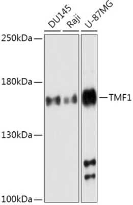 Western Blot: TATA Element Modulatory Factor 1 AntibodyAzide and BSA Free [NBP2-94245]