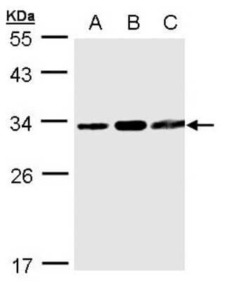 Western Blot: TATDN1 Antibody [NBP1-31569]