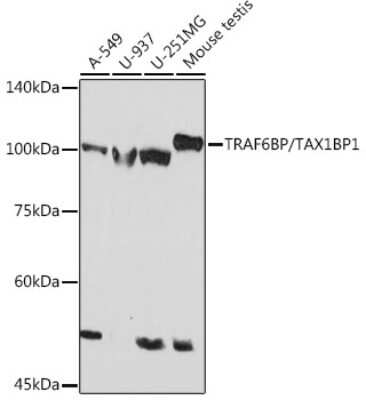 Western Blot: TAX1BP1 Antibody (7Y9W3) [NBP3-15794]