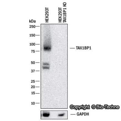 Knockdown Validated: TAX1BP1 Antibody [NBP1-86662]