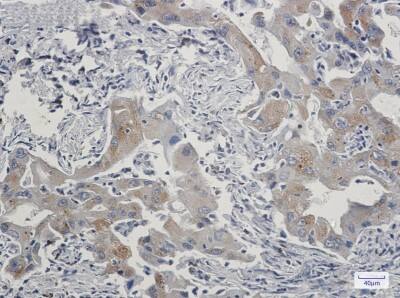 Immunohistochemistry-Paraffin: TAX1BP1 Antibody (S07-6F6) [NBP3-19794]
