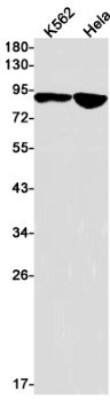 Western Blot: TAX1BP1 Antibody (S07-6F6) [NBP3-19794]