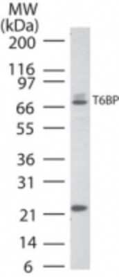 Western Blot: TAX1BP1 Antibody [NB600-975]