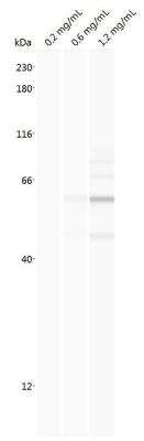 Simple Western: TAX1BP3 Antibody (4A10) [H00030851-M01]