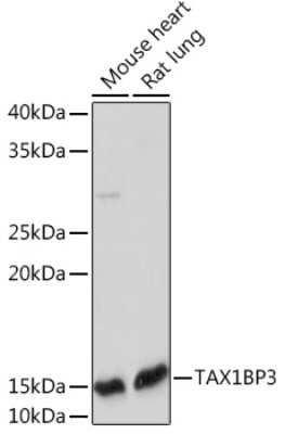 Western Blot: TAX1BP3 Antibody (9T0I1) [NBP3-15919]