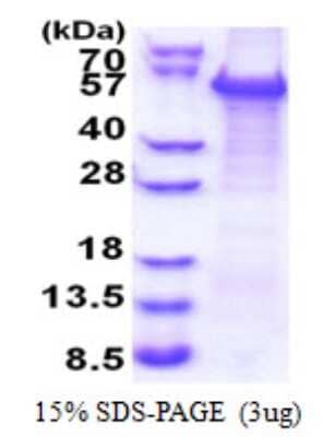 SDS-PAGE: Recombinant Human TAZ/WWTR1 His Protein [NBP2-22949]