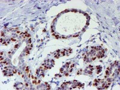 Immunohistochemistry-Paraffin: TAZ/WWTR1 Antibody (OTI1H9) [NBP2-01209]