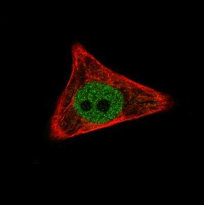 Immunocytochemistry/ Immunofluorescence: TAZ/WWTR1 Antibody (CL0370) [NBP2-30656]