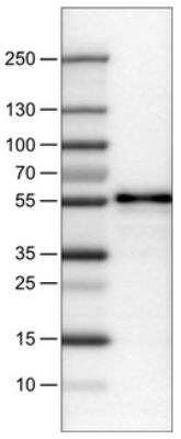 Western Blot: TAZ/WWTR1 Antibody (CL0370) [NBP2-30656]