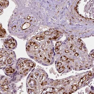 Immunohistochemistry-Paraffin: TAZ/WWTR1 Antibody (CL0371) [NBP2-52926]