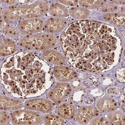Immunohistochemistry-Paraffin: TAZ/WWTR1 Antibody (CL0371) [NBP2-52926]