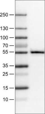 Western Blot: TAZ/WWTR1 Antibody (CL0371) [NBP2-52926]