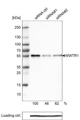 Western Blot: TAZ/WWTR1 Antibody (CL0371) [NBP2-52926]