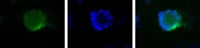 Immunocytochemistry/ Immunofluorescence: TAZ/WWTR1 Antibody - BSA Free [NB110-58359]