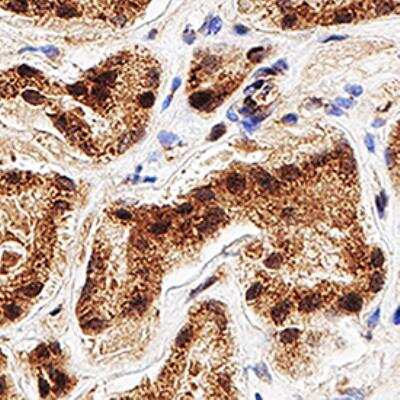 Immunohistochemistry-Paraffin: TAZ/WWTR1 Antibody - BSA Free [NB110-58359]