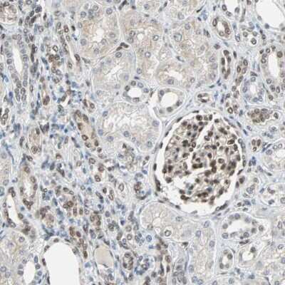 Immunohistochemistry-Paraffin: TAZ/WWTR1 Antibody [NBP1-85067]