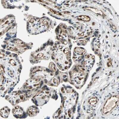 Immunohistochemistry-Paraffin: TAZ/WWTR1 Antibody [NBP1-85067]