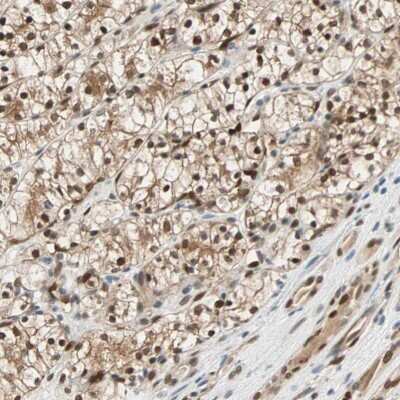 Immunohistochemistry-Paraffin: TAZ/WWTR1 Antibody [NBP1-85067]